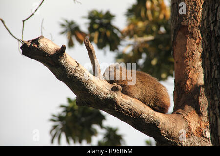 Ein Baumratte - Desmarest Baumratte (Capromys Pilorides), auch bekannt als die kubanischen Baumratte, sitzen in ihren Baum, Guama, Kuba, Karibik. Stockfoto