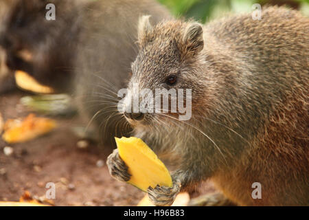 Ein Baumratte - Desmarest Baumratte (Capromys Pilorides), auch bekannt als die kubanischen Baumratte, Mango, Guama, Kuba, Caribbean Essen. Stockfoto