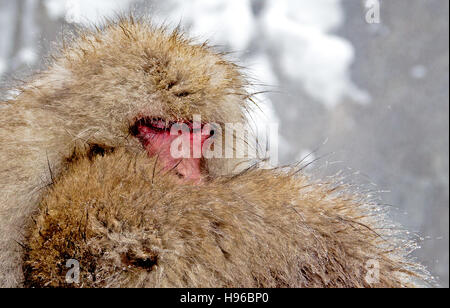 Zwei japanischen Makaken auch bekannt als der Schnee Affen einander als Schnee über Sie flurrying Jigokudani Yaen-Koen, Nagano Japan kuscheln. Stockfoto