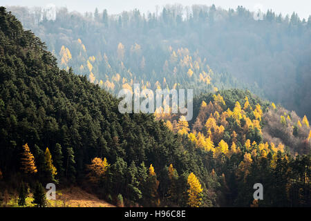 Der Kontrast zwischen Lärchen und Kiefern in Herbstsaison Stockfoto