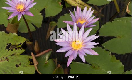 Blüte lila Seerose Lotusblüte im Teich Stockfoto