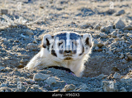 Ein amerikanischer Dachs gräbt im Dreck 6. November 2016 in den Great Plains. Stockfoto