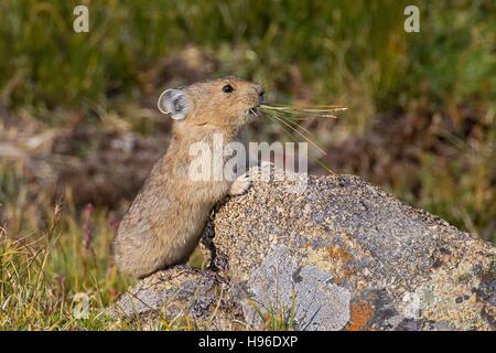 Ein Pika verwendet einen Felsen, um selbst bei den Rocky Mountain National Park Rock Cut 19. August 2013 in Colorado zu stützen. Stockfoto