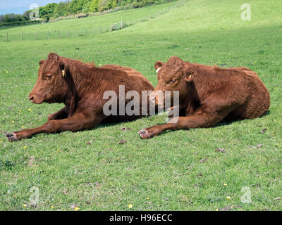 Devon Red Ruby Rinder in synchronisierten Liegeposition Stockfoto