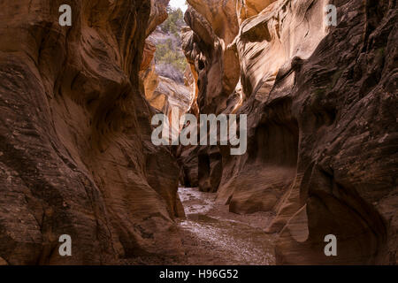 Schluchten in Willis Creek im Grand Staircase-Escalante National Park im Süden von Utah. Stockfoto