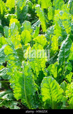 Zuckerrüben; Beta Vulgaris; Laub; Norfolk; England; November Stockfoto