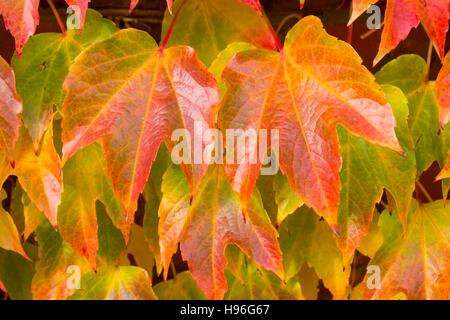 Boston-Efeu, Parthenocissus Tricuspidata mit Blätter drehen. Stockfoto