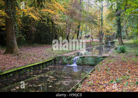 Shipton unter Wychwood wilden Garten und Wald im Herbst, Oxfordshire, England Stockfoto