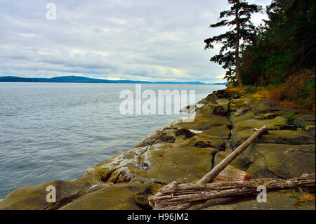 Ein Landschaftsbild entlang der felsigen Küste von Vancouver Island mit Bäumen und Treibholz. Stockfoto