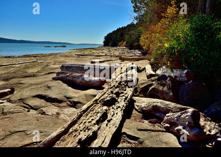 Treibholz entlang einer felsigen Küstenlinie an der Küste von Vancouver Island in British Columbia Kanada Stockfoto