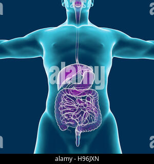 menschlichen Körper, Muskulatur, Person, Verdauungssystem, Anatomie. 3D-Rendering Stockfoto