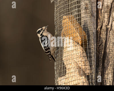 Weibliche Dunenspecht thront auf Talg Feeder. Stockfoto