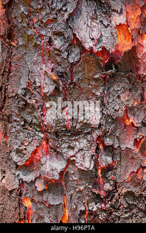 Corymbia Terminalis, auch bekannt als die Wüste Bloodwood, ist ein Baum, der ursprünglich aus Australien Stockfoto