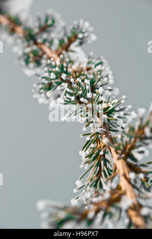 Eine mattierte Tannenzweig Baum Stockfoto