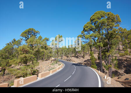 Landstraße durch Pinienwald, Parque Nacional del Teide, Teneriffa, Spanien Stockfoto