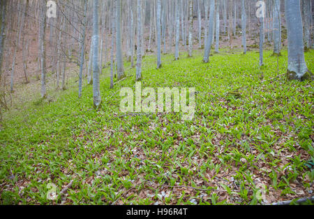 Bärlauch (Allium Ursinum) in einem Laubwald Stockfoto