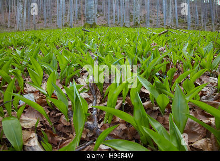 Bärlauch (Allium Ursinum) in einem Laubwald Stockfoto