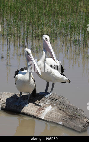 Zwei Pelikane sitzen auf einem Baum melden Sie sich im Wasser, See Guthridge, Fluss und Heritage Trail, Gippsland, Victoria, Australien Stockfoto