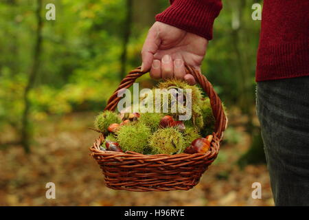 Frisch hat die Kastanien (Castanea sativa) werden in einem trug durch die alten englischen Wald an einem schönen Herbsttag, Sheffield, England Stockfoto