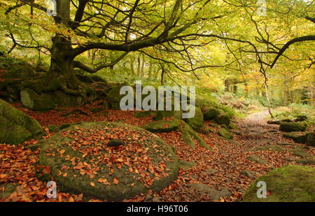 Herbst Blätter auf einem Fußweg durch einen verlassenen Mühlstein in Padley Schlucht; einem malerischen bewaldeten Tal in den Peak District Derbyshire UK Stockfoto