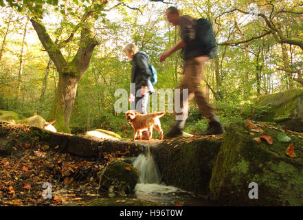 Hund Wanderer auf einem Fußweg durch Froggatt Holz, Derbyshire an einem schönen Herbsttag im Peak District National Park, England Großbritannien Stockfoto