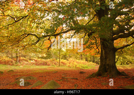 Laub unter einem Baum anzeigen Herbst Laub in Padley Schlucht; einen malerischen bewaldeten Tal in der Peak District National Park, England Großbritannien Stockfoto