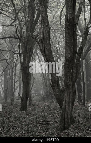 Gruselige Halloween Toten Wald Landschaft mit nebligen Hintergrund Stockfoto