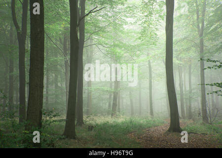 Üppige grüne Märchen Wachstum Konzept nebligen Wald Landschaftsbild Stockfoto