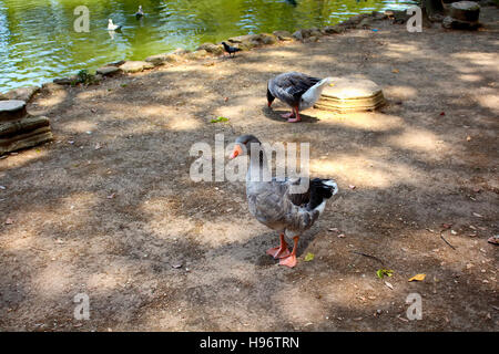 Enten in der Nähe von künstlichen See im Garten der Borghese in Rom Stockfoto