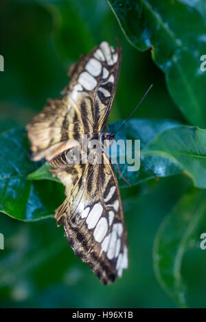 Clipper (Parthenos Sylvia) Butterfly, Butterfly Pavilion, Westminster (Denver Area), Colorado USA Stockfoto