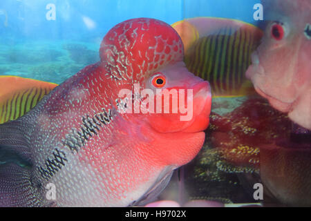 Lustige Blick auf Flowerhorn Cichlid ornamentaler Aquarienfische Stockfoto