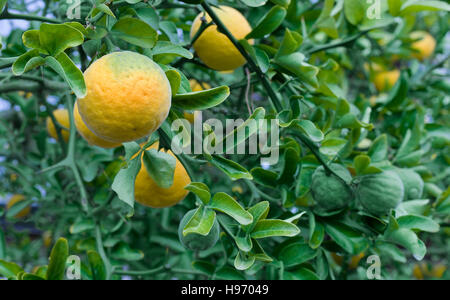 Citrus Trifoliata Obstbaum. Poncirus Trifoliata. Chinesische Bitterorange. Japanische Bitterorange. Hardy Orange. Zählig Orange. Zitrusfrüchte Baum Stockfoto