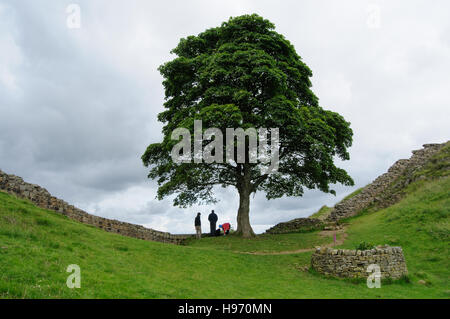 Sycamore Gap, einem berühmten Baum am Hadrianswall in der Nähe von Stahl-Rig, Northumberland, England Stockfoto