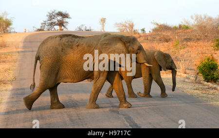 Zwei Elefanten überqueren einer Straße im Krüger Nationalpark in Südafrika unter dem Schein der Nachmittagssonne. Stockfoto