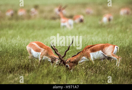 Indische Blackbuck, (magische Cervicapra), zwei Männchen sparring auf Grünland Ebene, Blackbuck Nationalpark, Gujarat, Indien Stockfoto