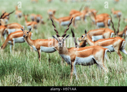 Indische Blackbuck, (magische Cervicapra), gemischte Herde von Männchen und Weibchen Weiden auf Grünland Ebene, Velavadar, Gujarat, Indien Stockfoto