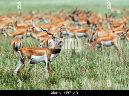 Indische Blackbuck, (magische Cervicapra), gemischte Herde von Männchen und Weibchen Weiden auf Grünland Ebene, Velavadar, Gujarat, Indien Stockfoto