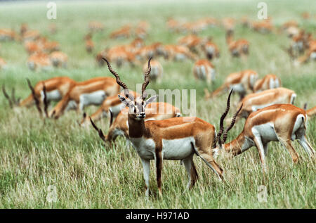 Indische Blackbuck, (magische Cervicapra), gemischte Herde von Männchen und Weibchen Weiden auf Grünland Ebene, Velavadar, Gujarat, Indien Stockfoto