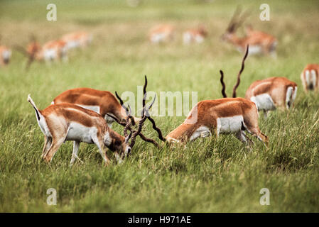 Indische Blackbuck, (magische Cervicapra), junge Männer im Bachelor Gruppe sparring Blackbuck National Park, Gujarat, Indien Stockfoto