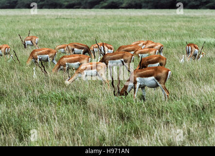 Indische Blackbuck, (magische Cervicapra), gemischte Herde von Männchen und Weibchen Weiden auf Grünland Ebene, Velavadar, Gujarat, Indien Stockfoto