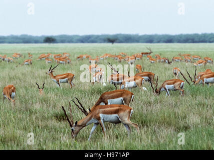 Indischer Blackbuck, Antilope cervicapra, gemischte Herde, die auf Grasland grasen, Blackbuck National Park, Velavadar, Gujarat, Indien Stockfoto