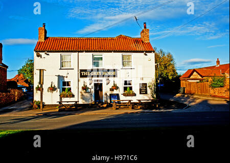 Grauschimmel, zogen, Yorkshire Stockfoto