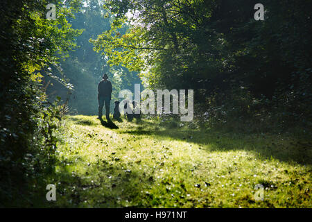 Ein Mann mit drei Labrador Jagdhunde in Devon, Großbritannien Stockfoto