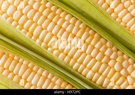 Maiskolben Stockfoto