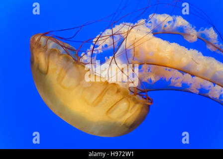 Meer Brennnessel Schwimmen im Aquarium Stockfoto