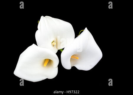 Calla-Lilien Nahaufnahme auf schwarzem Hintergrund Stockfoto