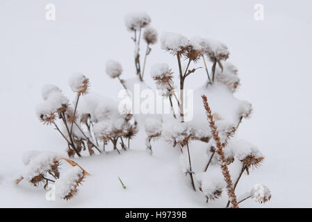 Winterlandschaft. Winter-Szene. Frozenned Blume Stockfoto