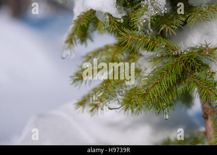 Überwintern Sie Tannenzweigen. Eine Nahaufnahme Stockfoto