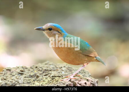 Blau-Psephotus Pitta (Hydrornis Soror) männlichen in Cat Tien Nationalpark, Vietnam Stockfoto
