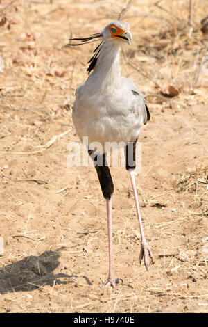 Porträt von einem Sekretär Vogel zu Fuß über den Boden, in Namibia, Afrika gesehen. Stockfoto